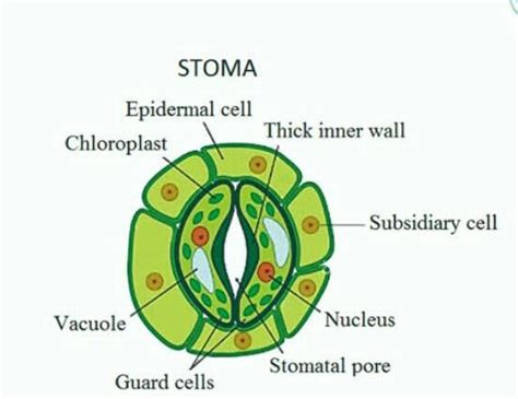 label the parts of stomata : - Brainly.in