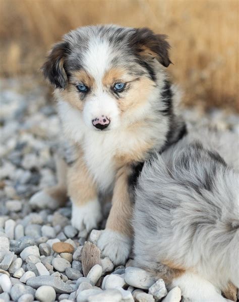 Baby Australian Shepherd Red Merle