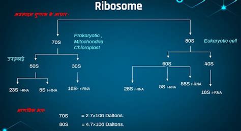 Ribosome , प्रोटीन फैक्ट्री , कोशिका इंजन