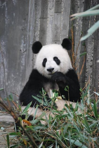 Adelaide Zoo | Tickets, Animals & Family Guide | Pickyourtrail