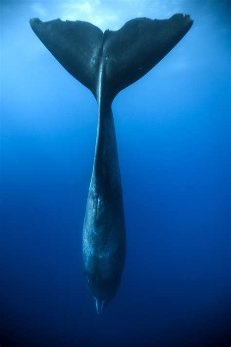 Photo Shows How Sperm Whales Sleep