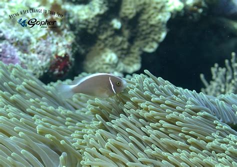 GOPHER DIVING OKINAWA (2026) All You Need to Know BEFORE You Go (with ...