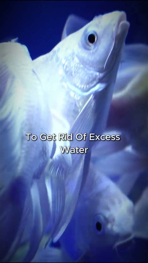 Do Fish Pee - YouTube