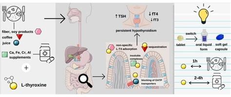 Levothyroxine Interactions with Food and Dietary Supplements–A ...