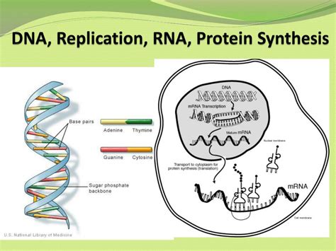 Image result for RNA Replication