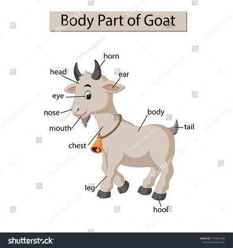Diagram Showing Body Part Goat Stock Vector (Royalty Free) 1374815648 ...