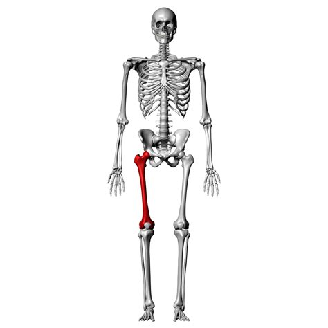 Xray Femur