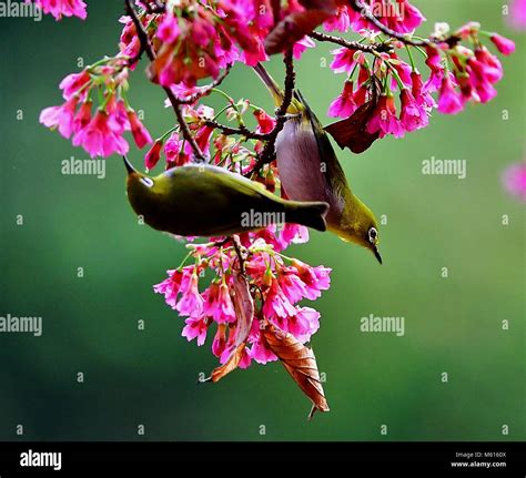 Fuzhou, China's Fujian Province. 27th Feb, 2018. White-eyes gather honey on a cherry tree at ...