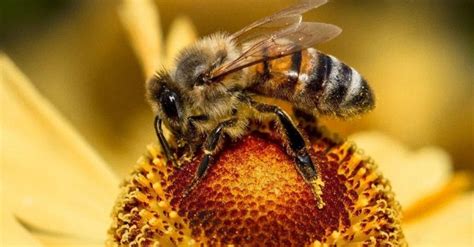 Image result for Bee Coding Java