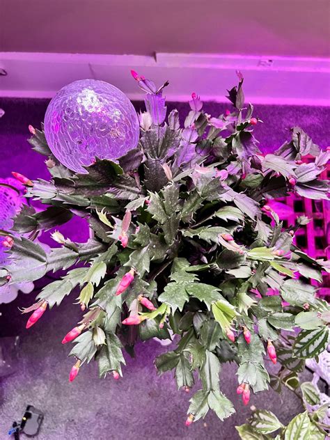 I was gifted these two Christmas cacti last Christmas & they’re blossoming their beautiful red ...