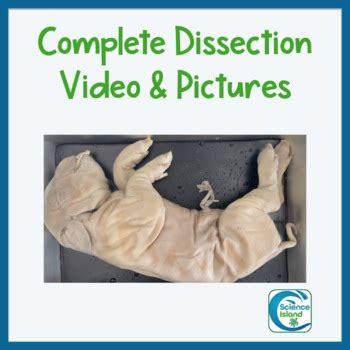 Image result for Fetal Pig Dissection Lab