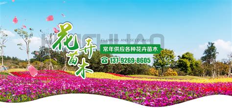 青州市实信花卉苗木有限公司,青州草花,宿根花卉,绿化苗木价格