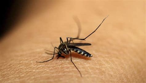 How malaria parasite grows | Health News | Zee News