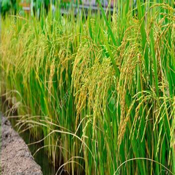 Vinayaka Agro Industries | Gallery