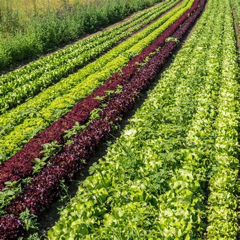 Horticulture VS Gardening: What Is The Difference? - Frostproof Growers ...