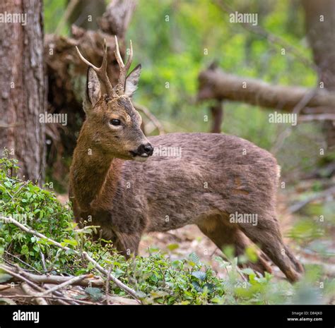 Young buck Roe deer Capreolus capreolus pausing from feeding on young ...