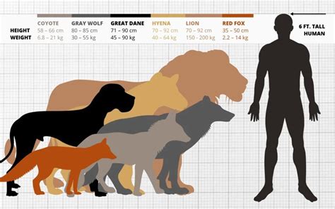 Image result for How Big Wolves Get