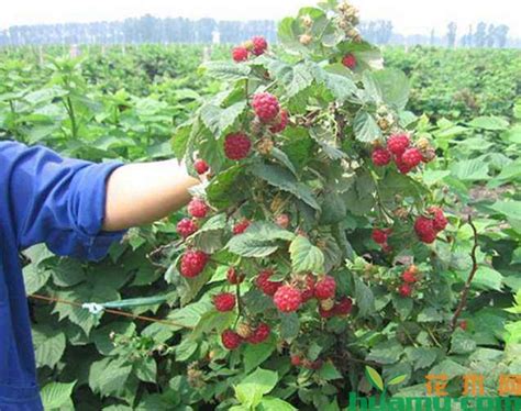 树莓多少钱一斤-花木行情-中国花木网
