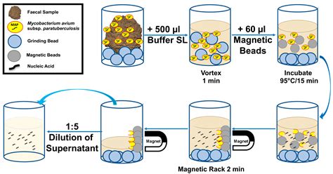 Development of Rapid Extraction Method of Mycobacterium avium ...