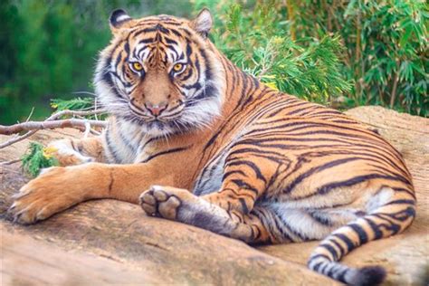 怀孕对老虎的影响有多大？它会不会因此而丧命？_百科TA说