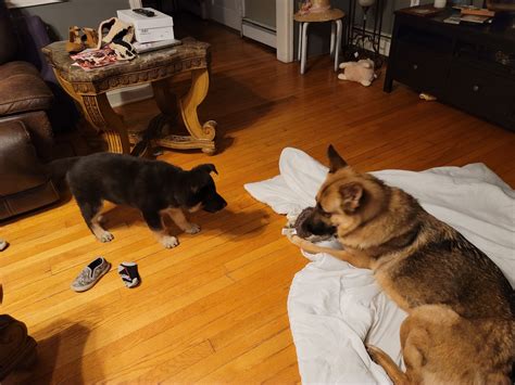 FREDON ANIMAL HOSPITAL - Fredon NJ - Hours, Directions, Reviews ...