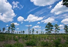 Image result for wharton state forest news