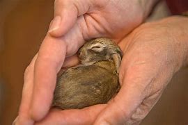 Image result for Baby Rabbitt's in Wild