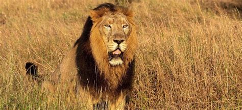 Gir National Park: Last Sanctuary of Asiatic Lions