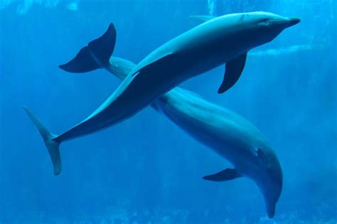 How Do Dolphins Mate? - Dolphin Reproduction Explained