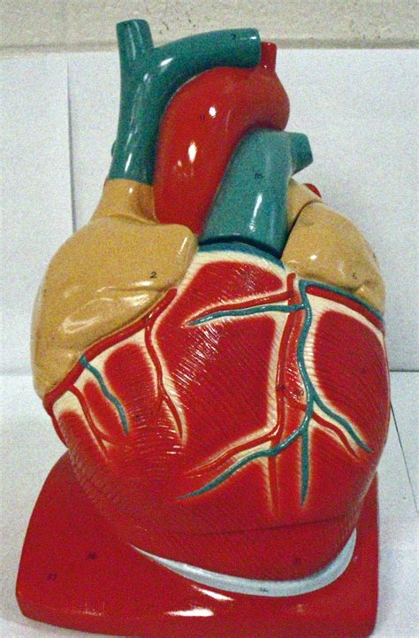 Biology 271 - A & P Unit 3