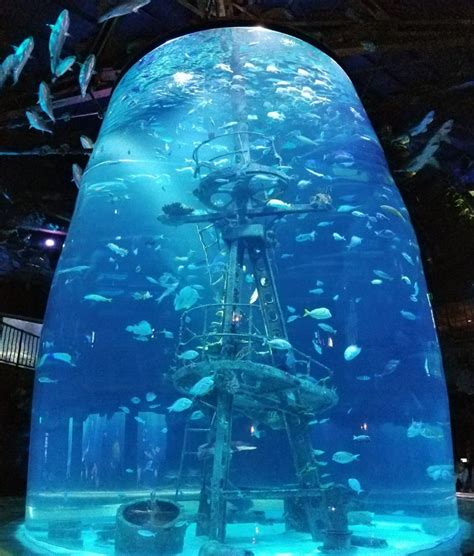 Rezultat imagine pentru Springfield MO Fun