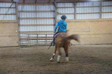 Reining Collection 的图像结果