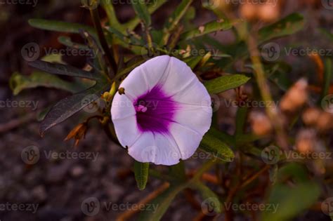 Convolvulaceae Plant Family