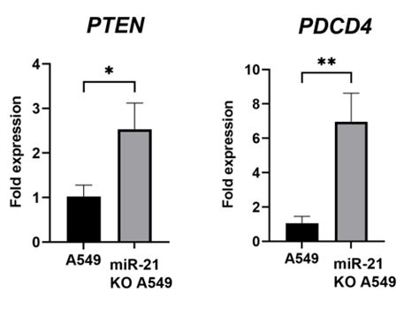 Exploring miR-21 Knock-Out Using CRISPR/Cas as a Treatment for Lung Cancer