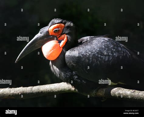 Southern Ground-hornbill, Bucorvus leadbeateri, Bucorvinae, Bucerotidae ...
