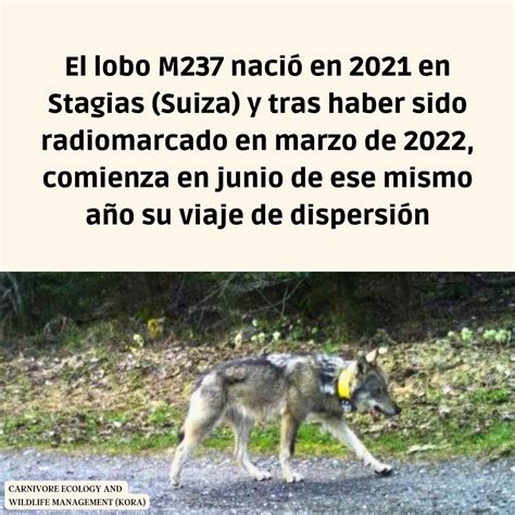 Proyecto Lobo: Voluntariado Censo Lobo Ibérico on Twitter: "¿Conocéis ...