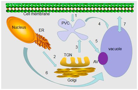 A Review of Plant Vacuoles: Formation, Located Proteins, and Functions