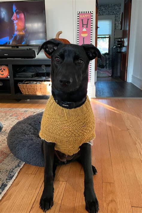 Image result for Dog Sweater Crochet Tutorial