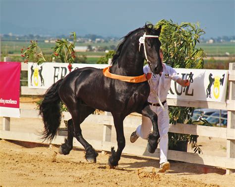 Medieval War Horse Breeds