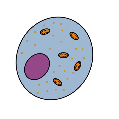 Animal Cell Biology 的图像结果