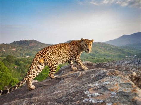 Pride Rock | Nature inFocus