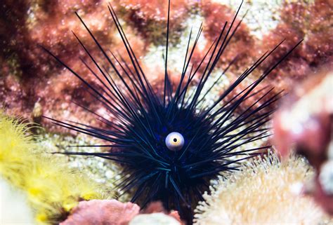 Free Images : ocean, underwater, gift, fauna, sea animal, coral, invertebrate, close up, eye ...