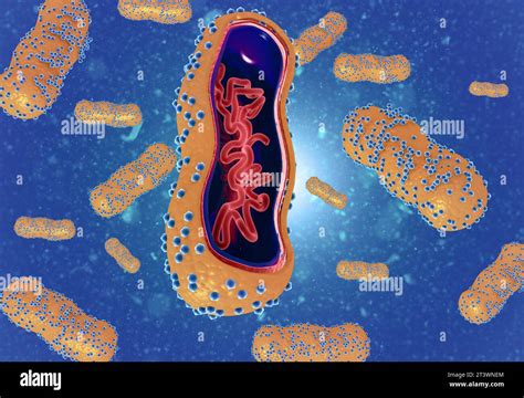 Virus Structure Animation 的图像结果