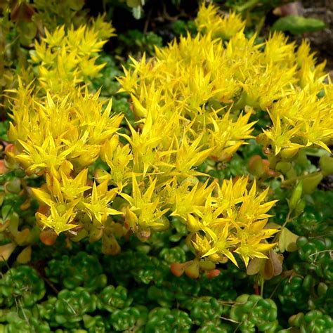 Heirloom Non-GMO Yellow Sedum Oreganum Flower Seeds for Planting ...