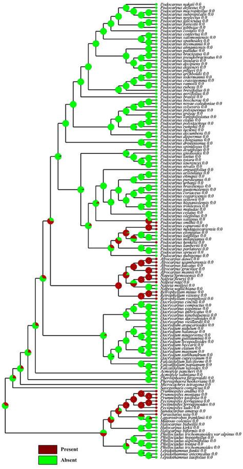 Detailed Seed Cone Morpho-Anatomy Provides New Insights into Seed Cone ...