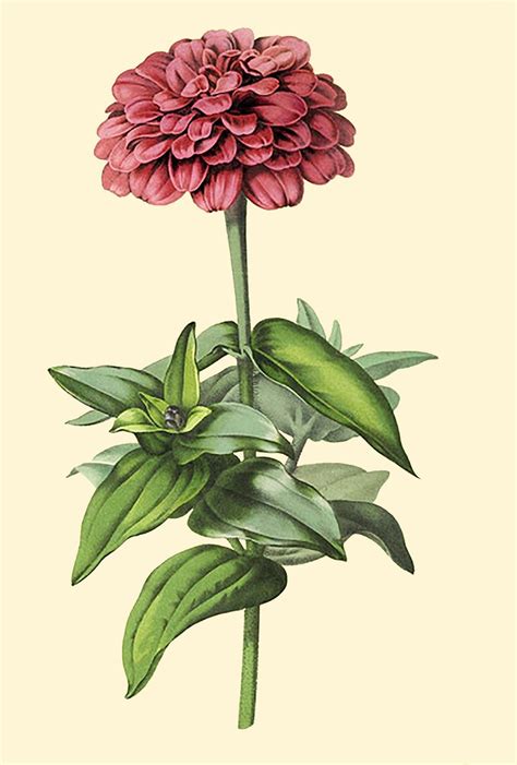 Vintage Zinnia Illustration | Hình xăm, Hoa, Thiết kế đồ họa
