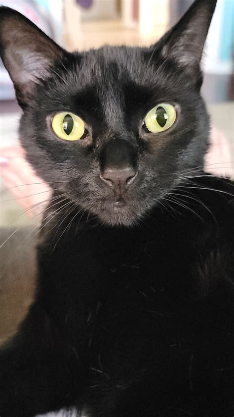 My best girl Snow (name was Jon Snow, then found out he was a she). My ...