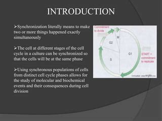 Image result for Cell Cycle Synchronization