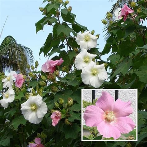 Ixora Farming Single Petal All Time Cotton Rose Land Lotus Sthal Poddo ...