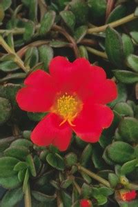 PB honey priya plant Portulaca Plant Price in India - Buy PB honey ...